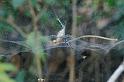 Cyrtophora_citricola_D3195_Z_82_Valle Gran Rey_Spanje